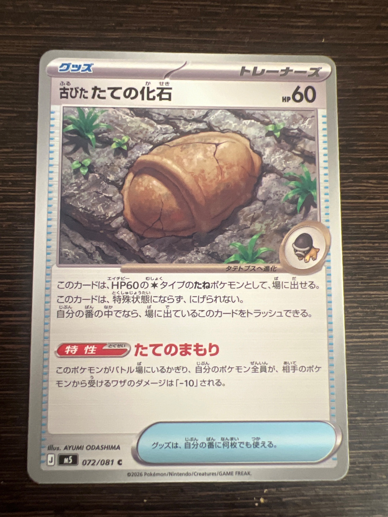 古びた たての化石
