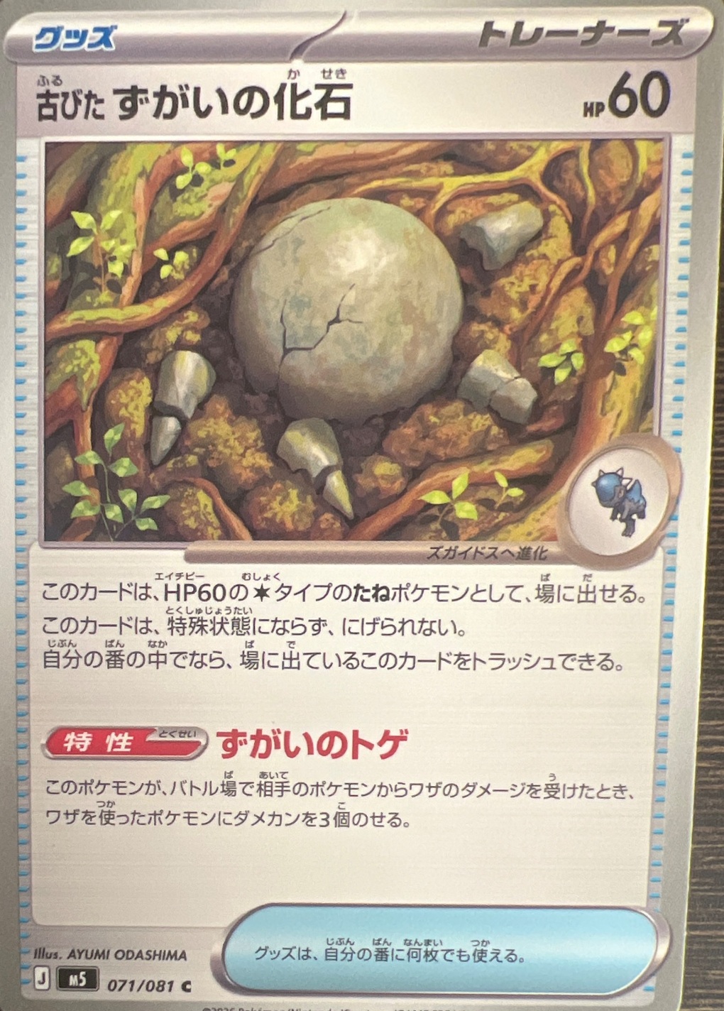 古びたすがいの化石